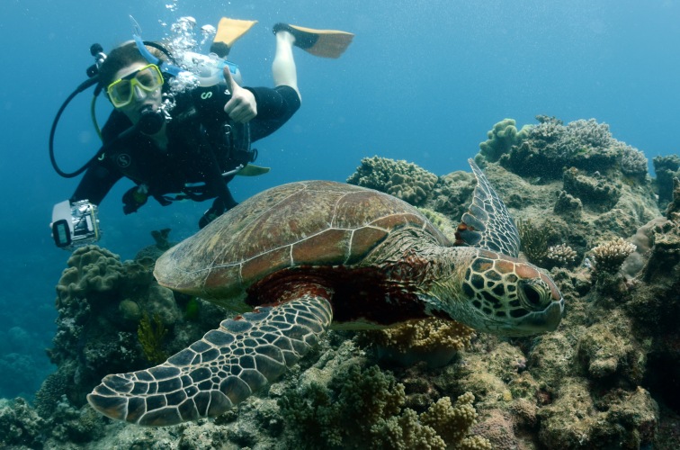 sandra gonzález great barrier reef turtle diving